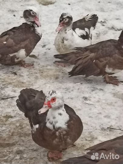 Индоутки 800