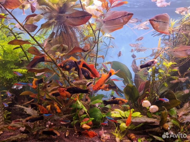 Рыбки собственного раведения