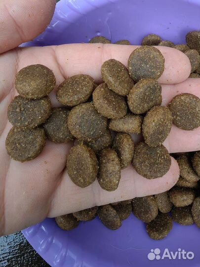 Корм для собак