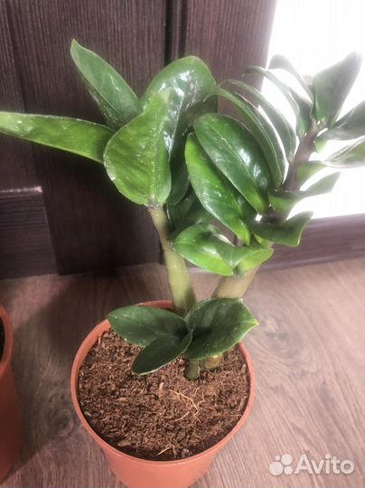 Замиокулькас зензи деленки от взрослого растения