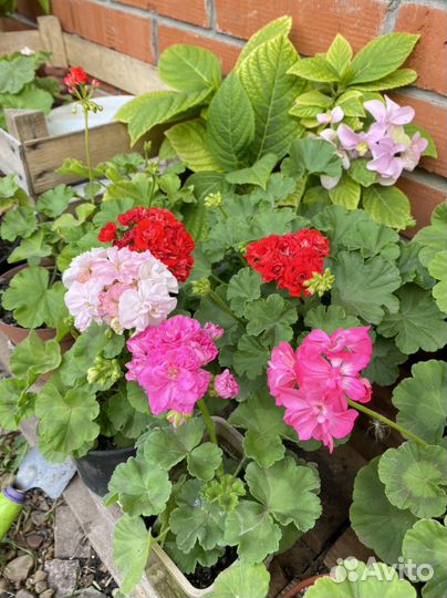 Цветы - пеларгония герань