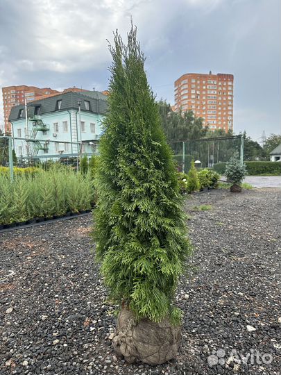 Туя Cмарагд