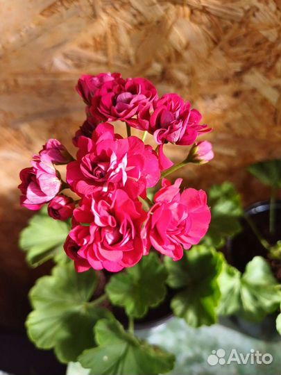 Сортовые пеларгонии