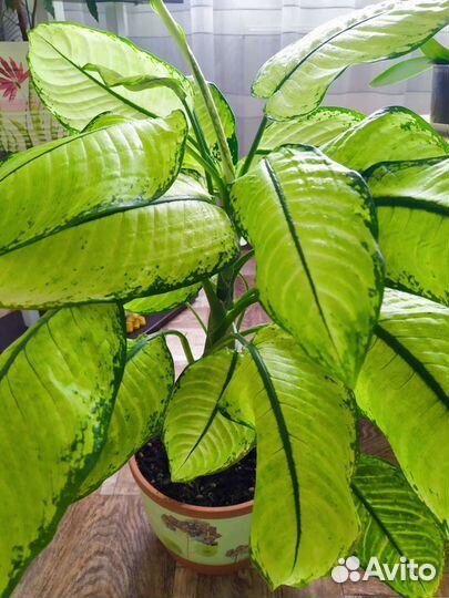 Диффенбахия Рудольф роерс