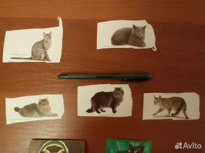 Фантики с кошками