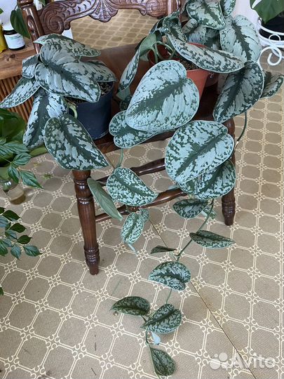 Сциндапсус пиктус треби