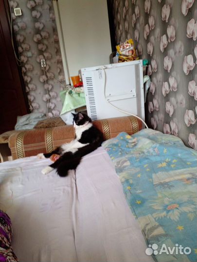 Кот в добрые руки