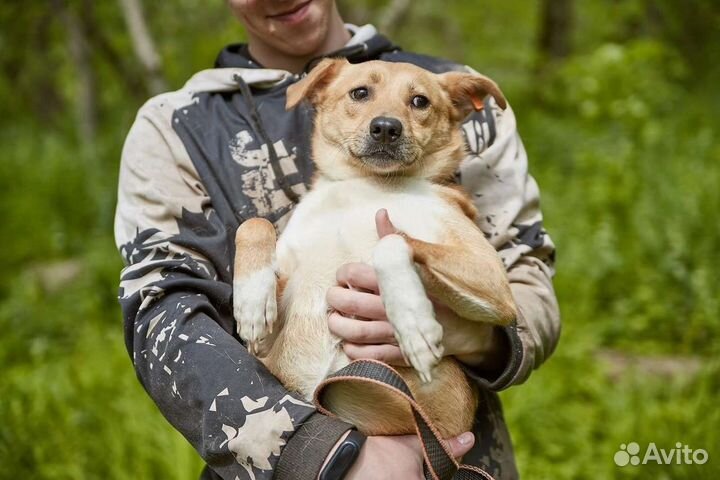 Нежная собака Фенечка в добрые руки