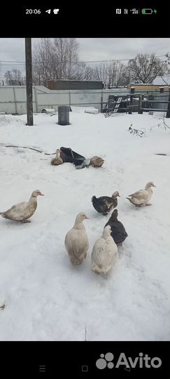 Мускусные утки