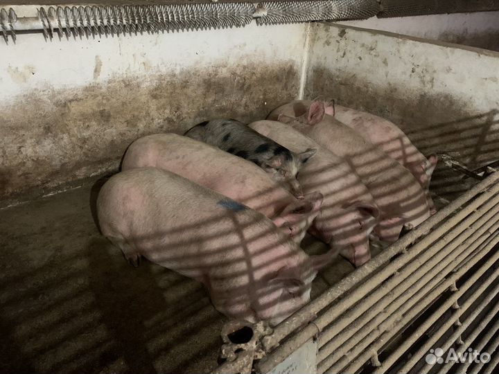 Мясо свинина, телятина