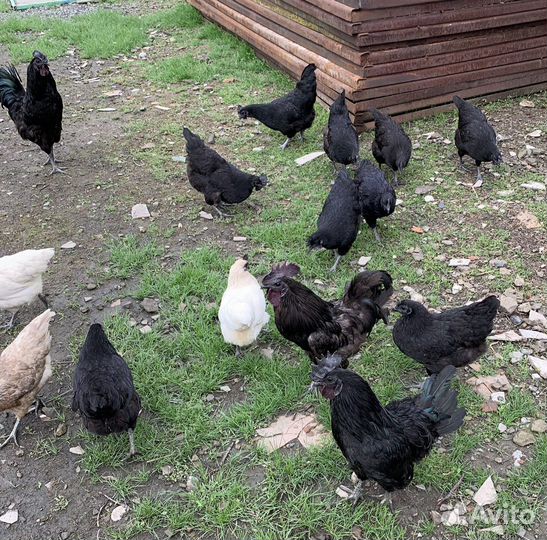 Куры ухейилюй китайские