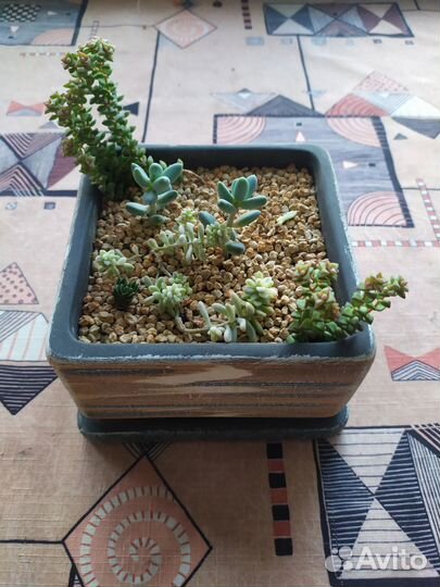 Композиция из суккулентов