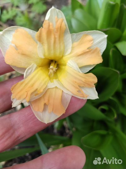 Луковицы нарциссов