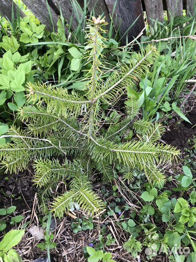 Пихта сибирская