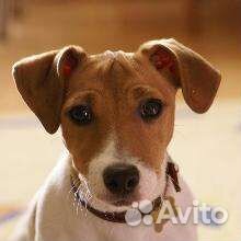 Выгул мелких,средних собак