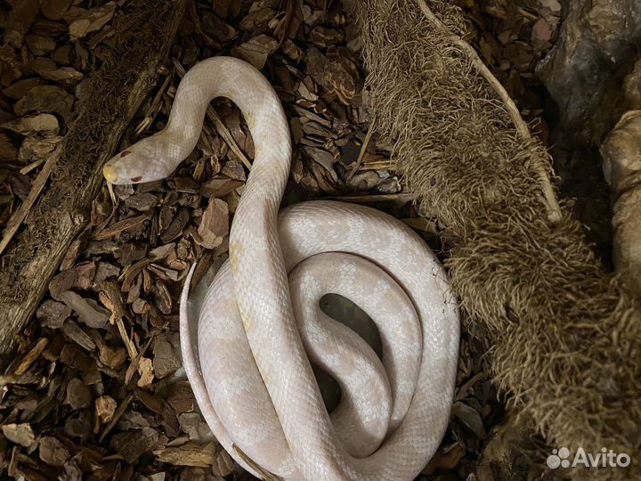 Маисовый полоз