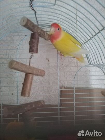 Попугай неразлучники