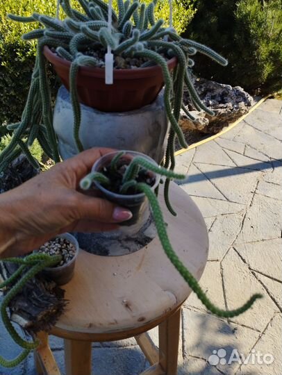 Апорокактус