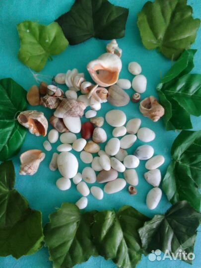 Ракушка и камешки морские