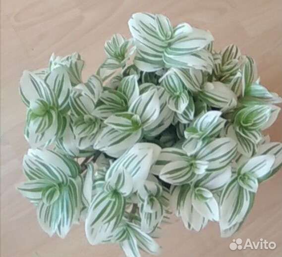 Традесканция белоцветковая Цветок невесты