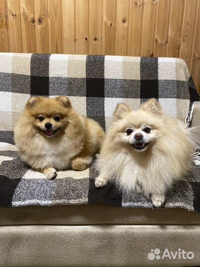 Вязка шпиц кобель