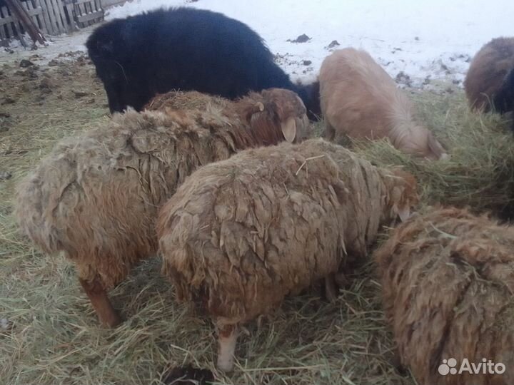 Бараны и овцы