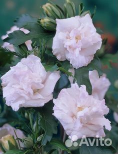 Гибискус сирийский черенки опт