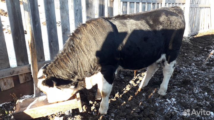 Бычки и быки