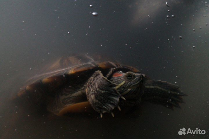 Красноухая черепаха с аквариумом и тумбой