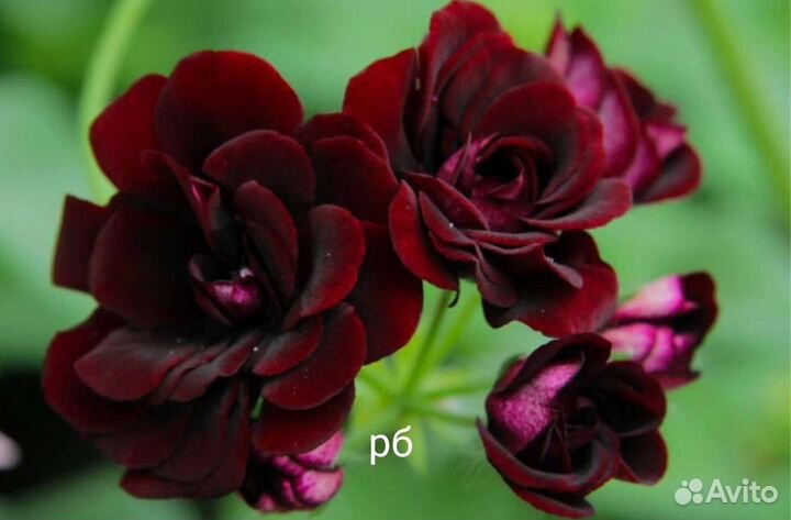 Пеларгония