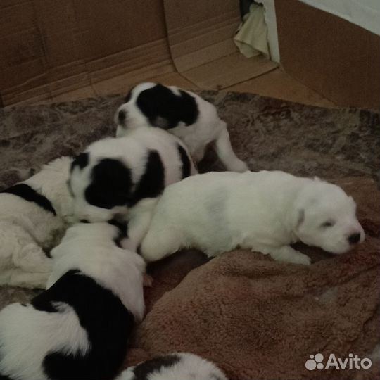 Продам щенков алабая