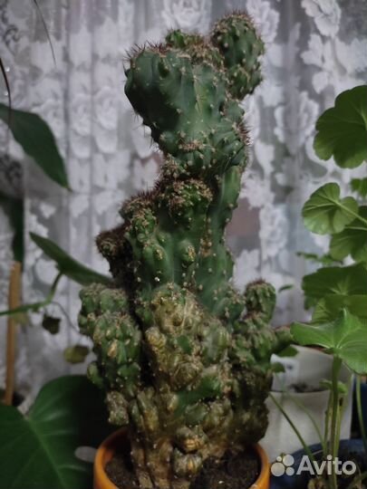 Большой кактус