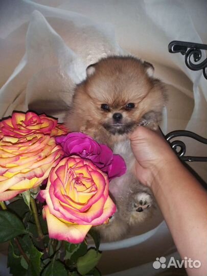 Супер Мини Крошка Померанский шпиц