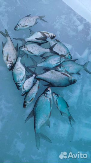 Ножи для ледобура тонар 150 новый