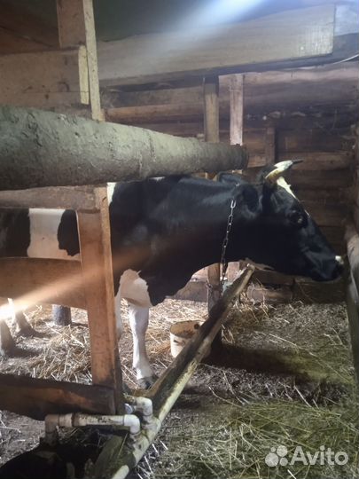 Корова высокоудойная