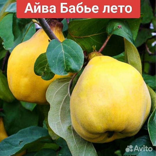 Саженцы Айва