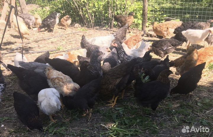 Цыплята несушки