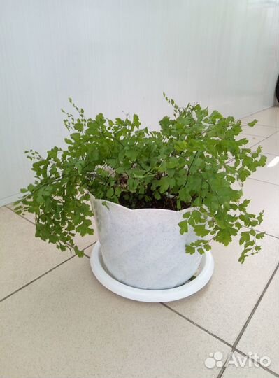 Циперус,фикус, папоротник,драцена