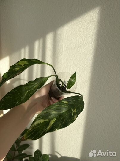 Спатифиллум домино