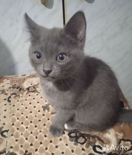 Котенок в добрые руки