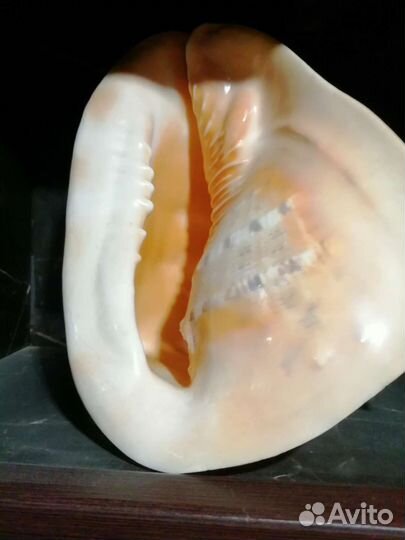 Ракушка морская большая