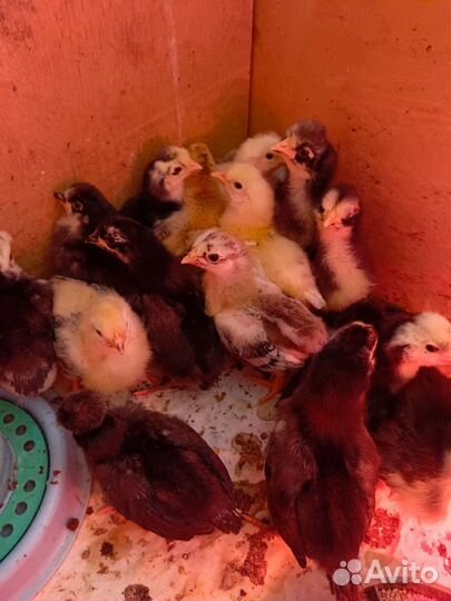 Цыпленок от домашних кур