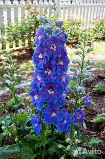 Дельфиниум. Семена