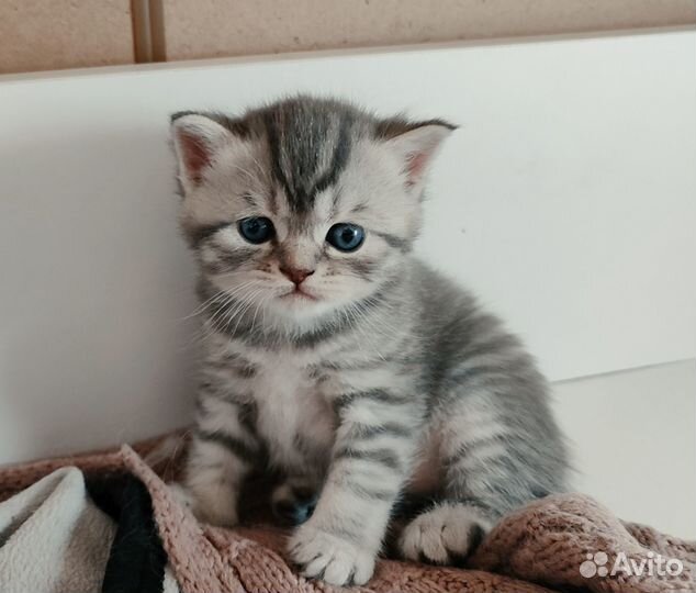 Британские котята
