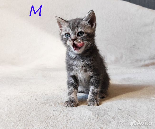Шотладские котята