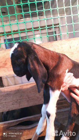 Козлик нубийский