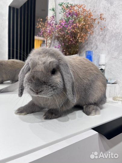 Декоративный кролик