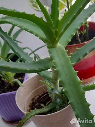 Алоэ столетник