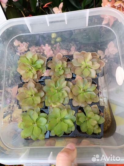 Хищные растения