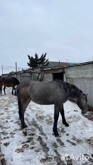 Лошадь кобыла